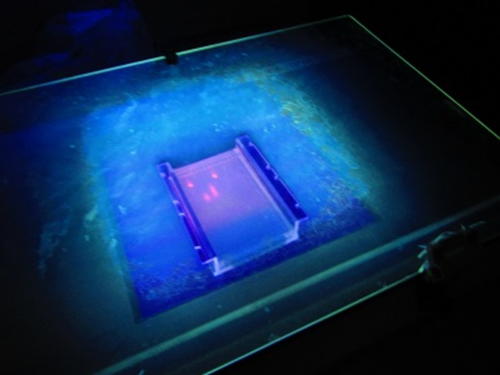 La Scienza e il Delitto (5-21/4/2016)