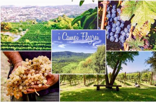 Visita didattica alle Cantine Astroni (14/4/2017)