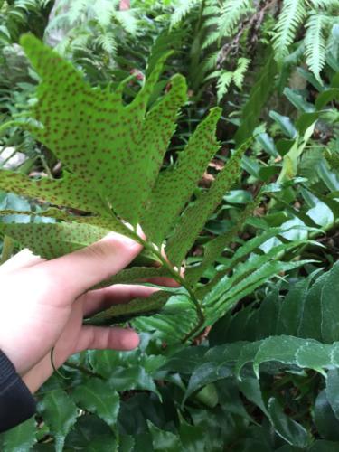 Orto Botanico (20/12/2017)