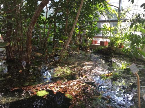 Orto Botanico (20/12/2017)