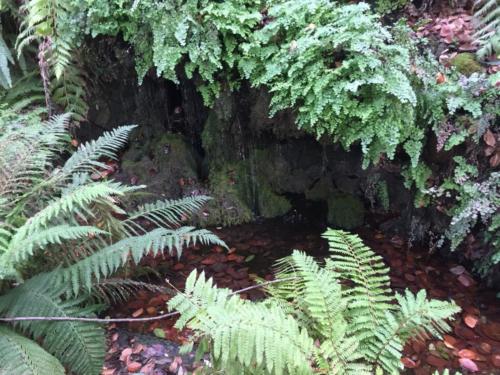 Orto Botanico (20/12/2017)