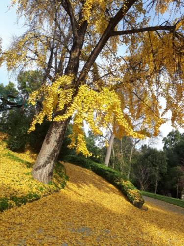 Orto Botanico (20/12/2017)