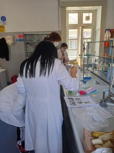 Estrazione del DNA (13/5/2021)