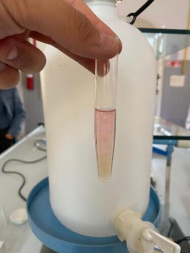 Estrazione del DNA (13/5/2021)