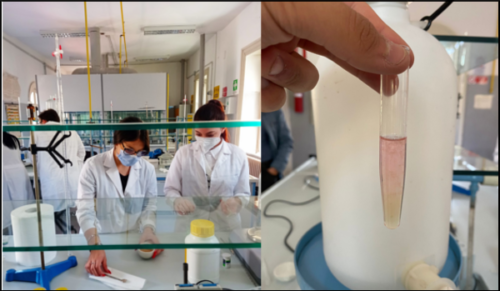 Estrazione del DNA (13/5/2021)