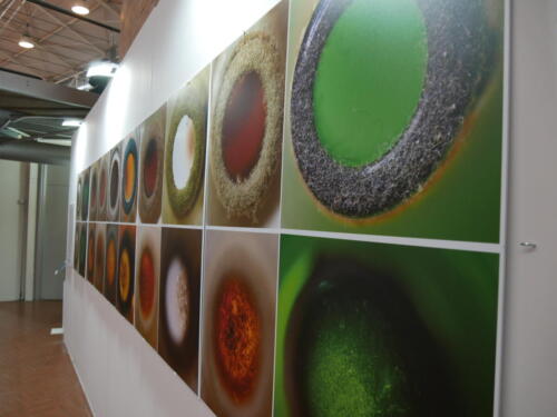 Chimica e Ecosostenibilità a Futuro Remoto 2021 (28/11/2021)