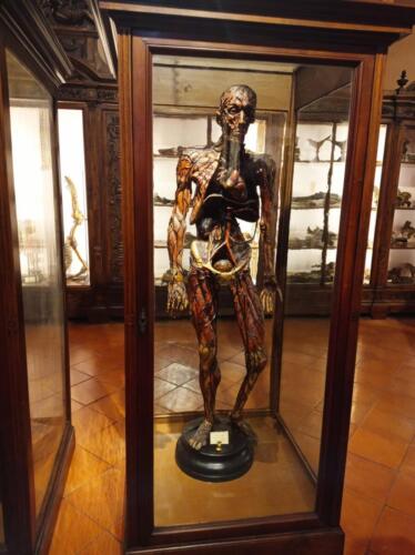 Visita didattica al Museo Anatomico (21/12/2021)