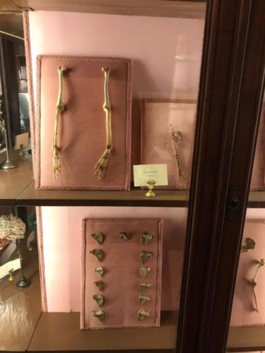 Visita didattica al Museo Anatomico (21/12/2021)