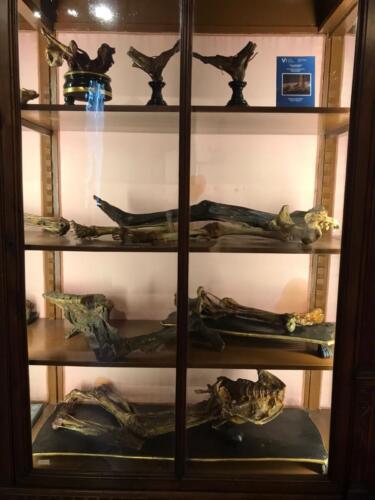 Visita didattica al Museo Anatomico (21/12/2021)