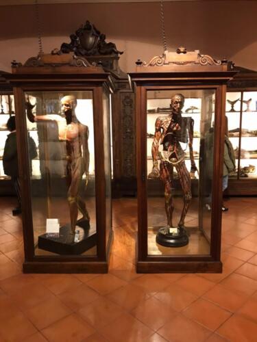 Visita didattica al Museo Anatomico (21/12/2021)