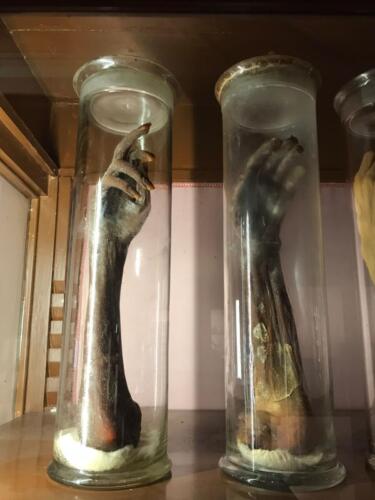 Visita didattica al Museo Anatomico (21/12/2021)