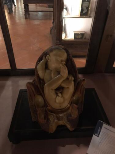 Visita didattica al Museo Anatomico (21/12/2021)