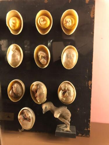 Visita didattica al Museo Anatomico (21/12/2021)