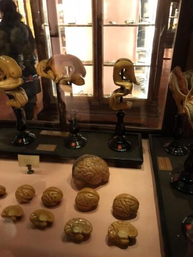 Visita didattica al Museo Anatomico (21/12/2021)