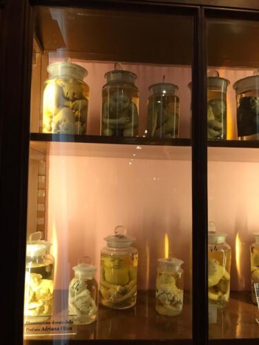 Visita didattica al Museo Anatomico (21/12/2021)