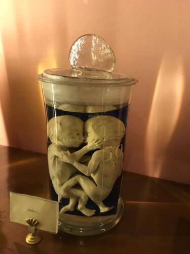 Visita didattica al Museo Anatomico (21/12/2021)